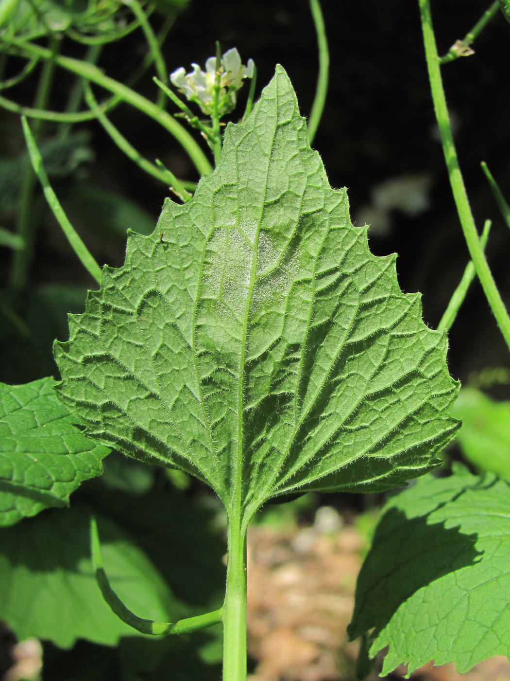 Image of Alliaria petiolata specimen.