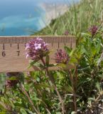 Thymus elenevskyi