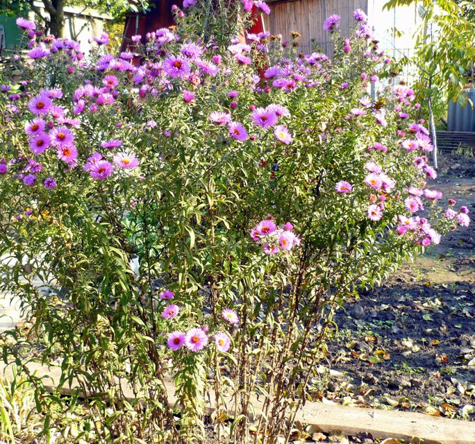Image of Symphyotrichum novae-angliae specimen.