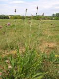 Cirsium canum