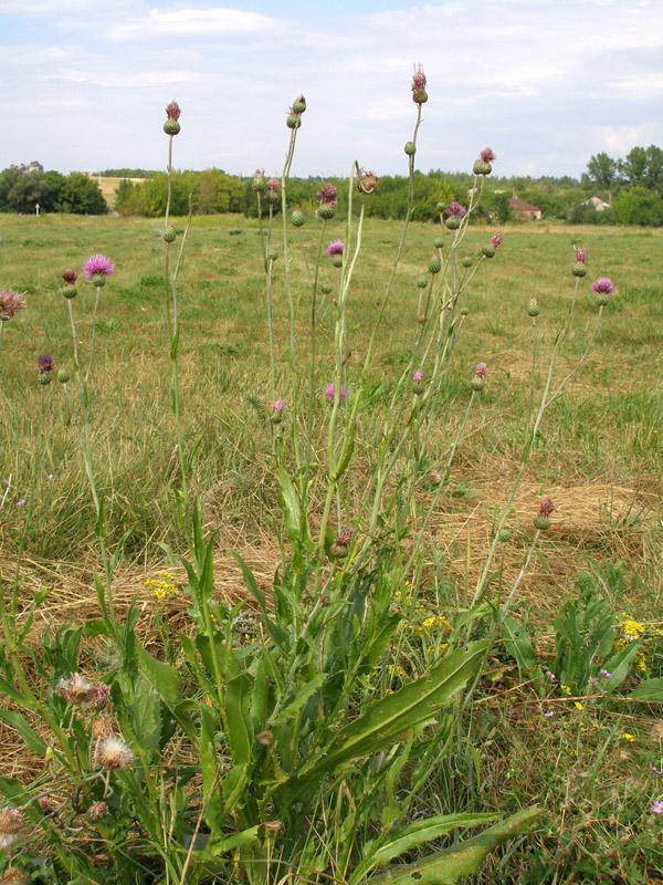 Image of Cirsium canum specimen.