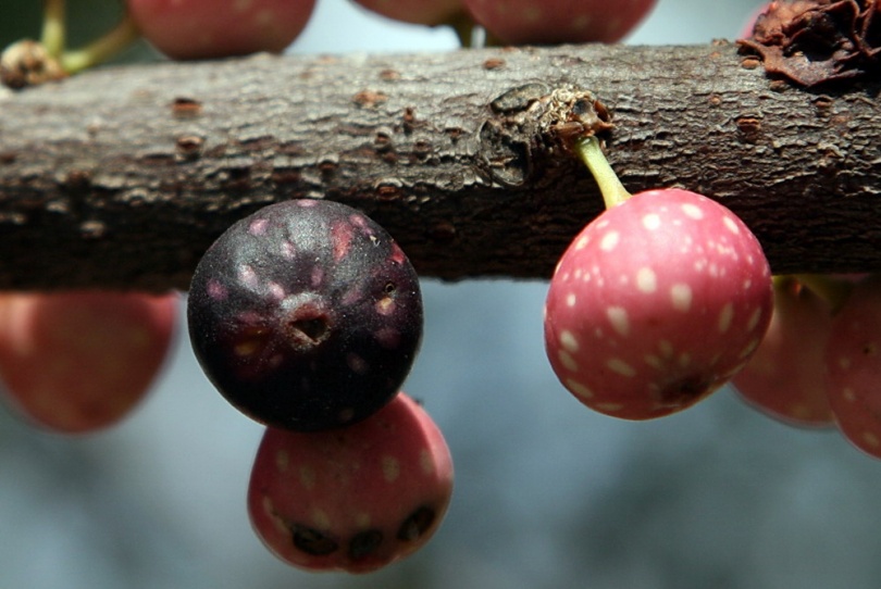 Изображение особи Ficus virens.