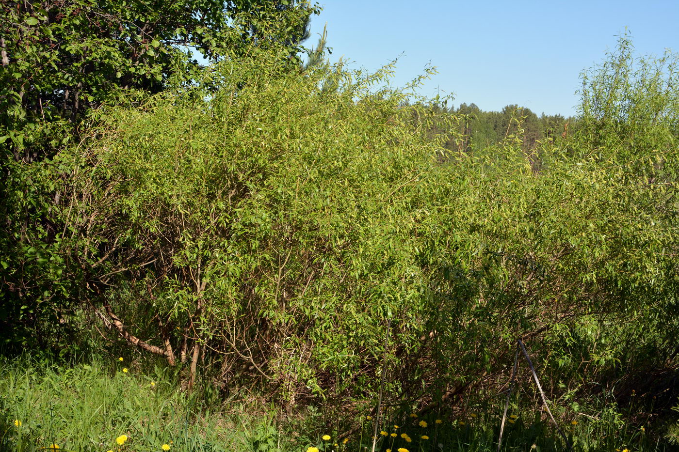 Image of Salix triandra specimen.