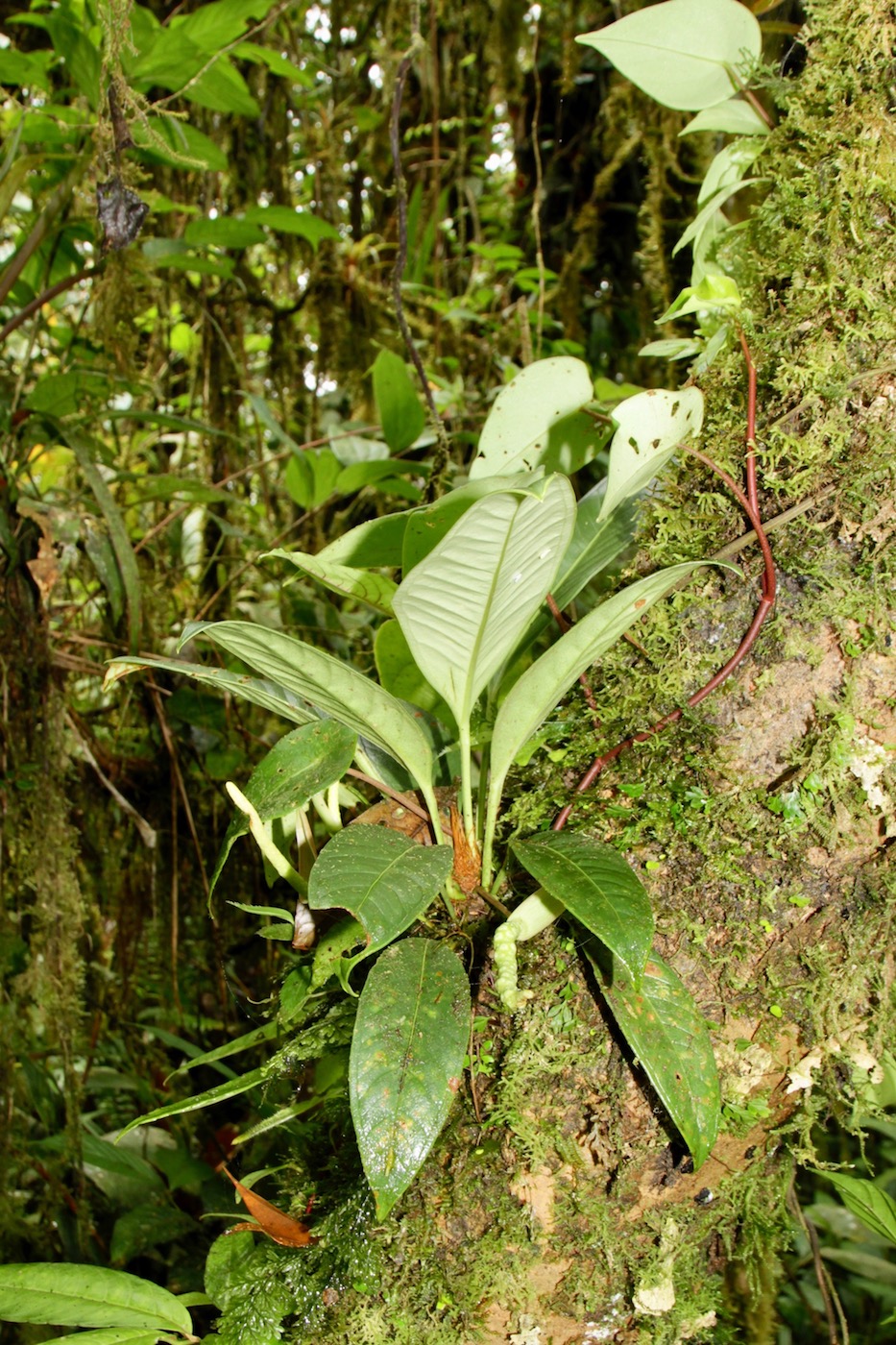 Изображение особи Anthurium dwyeri.