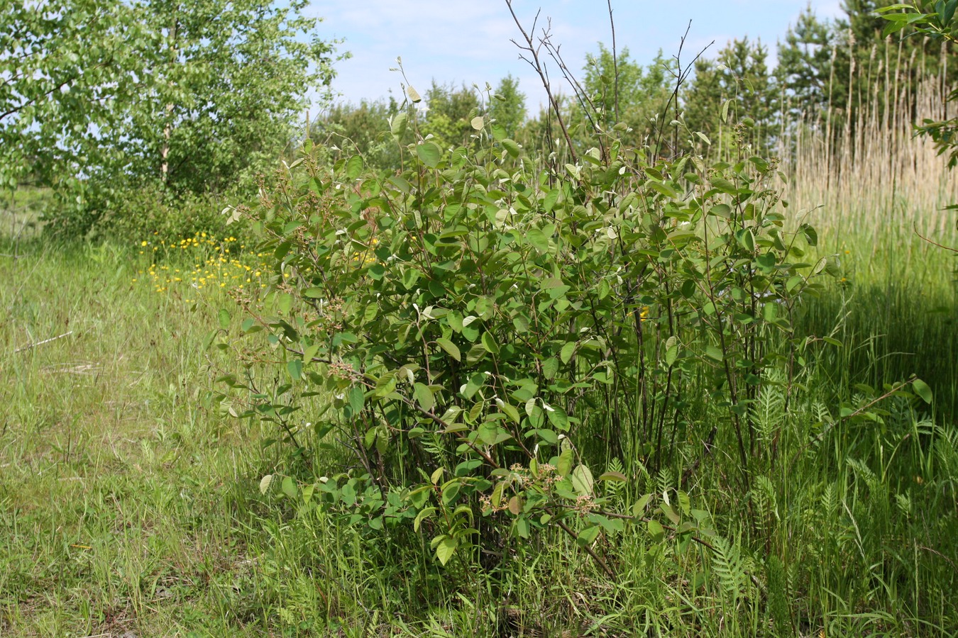 Image of Amelanchier spicata specimen.