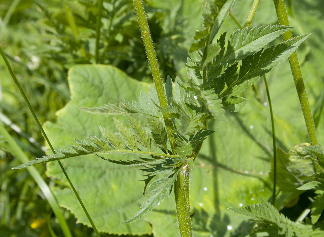 Изображение особи Chaerophyllum aureum.