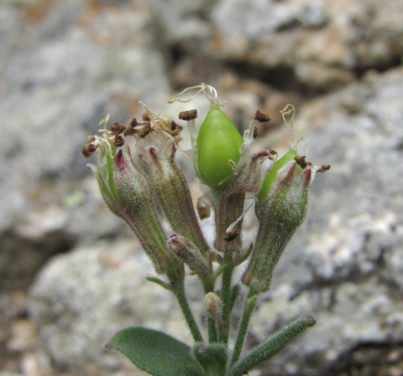 Image of Silene pygmaea specimen.