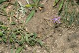 Cylindrocarpa sewerzowii
