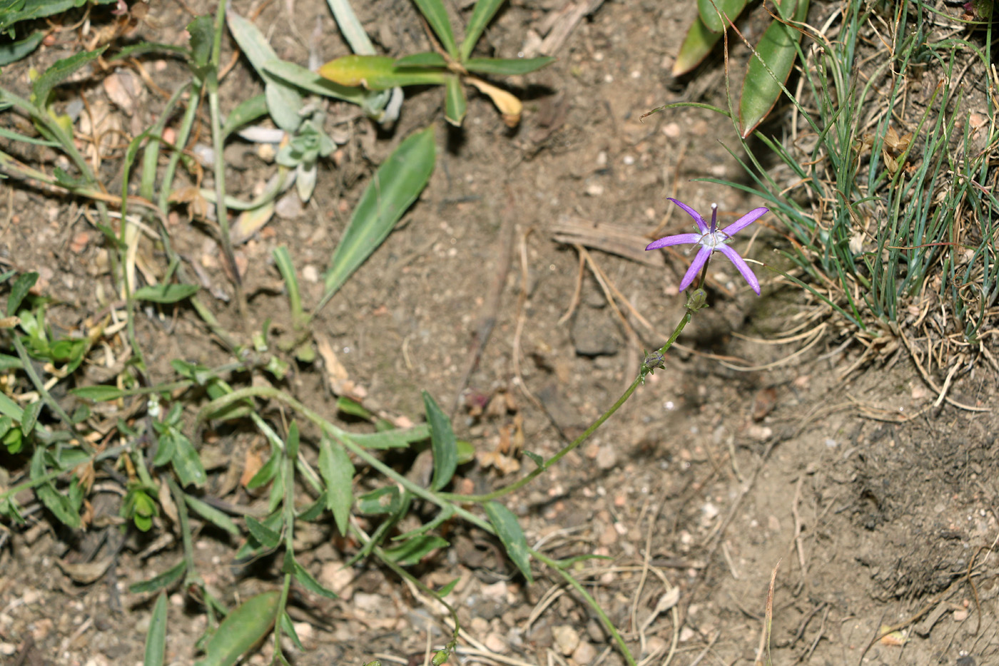 Image of Cylindrocarpa sewerzowii specimen.