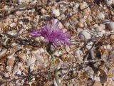 Centaurea odessana. Соцветие. Украина, Херсонская обл., Генический р-н, Арабатская стрелка, окраина села Счастливцево, восточный берег, ракушечный пляж. 17.08.2020.