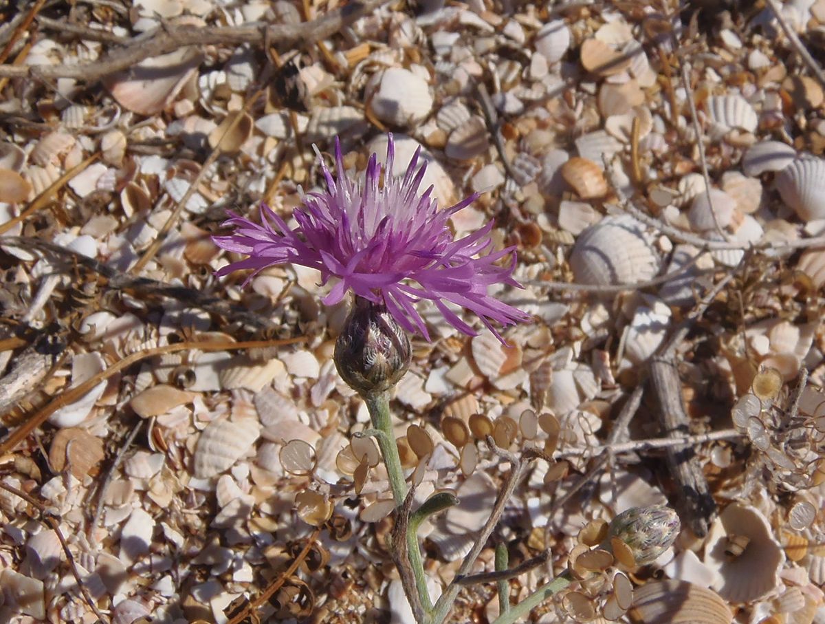 Image of Centaurea odessana specimen.