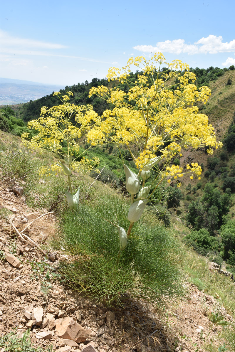 Изображение особи Ferula ugamica.