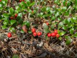 Arctostaphylos uva-ursi. Верхушки плодоносящих растений в сообществе с Cladonia rangiferina. Тверская обл., Кимрский р-н, окр. дер. Бурцево, песчаный холм в сосновом бору. 01.08.2020.