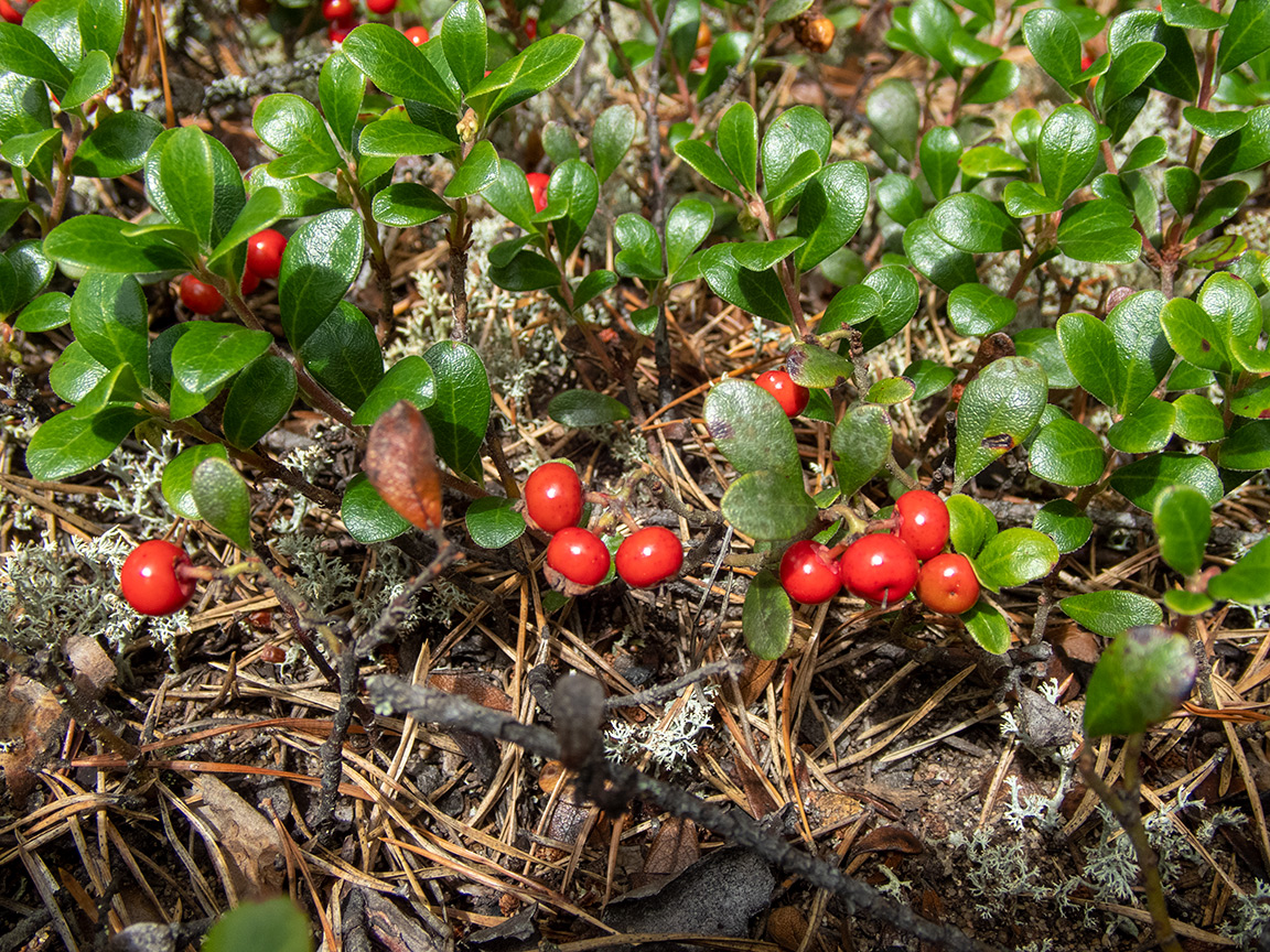 Изображение особи Arctostaphylos uva-ursi.