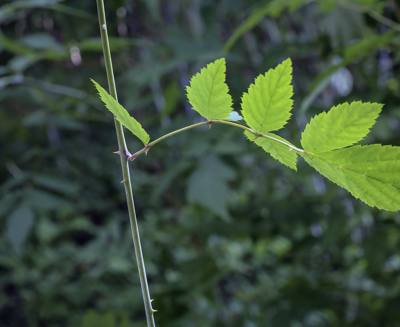 Изображение особи Rubus cockburnianus.