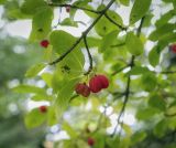 Euonymus czernjaevii