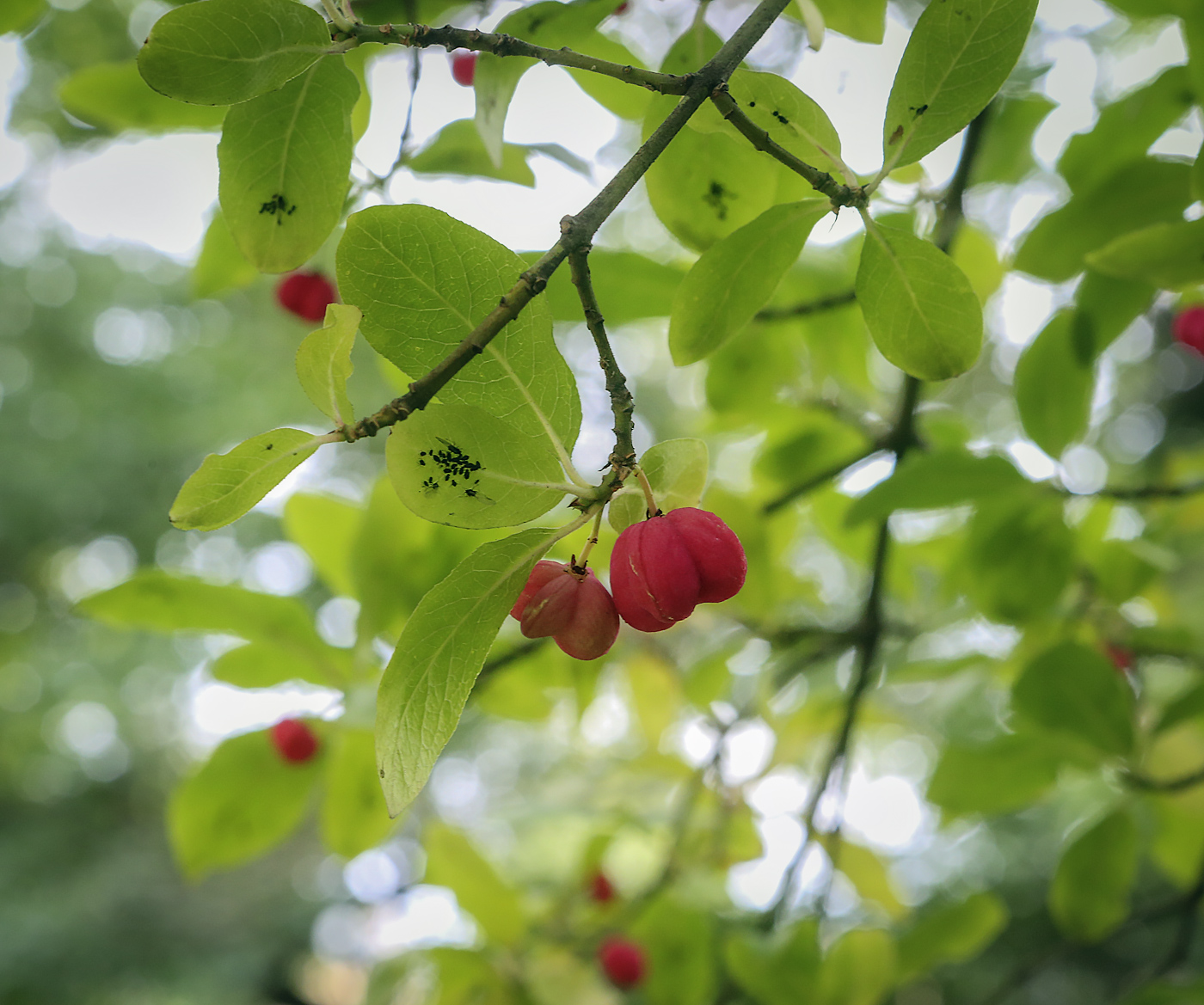 Изображение особи Euonymus czernjaevii.