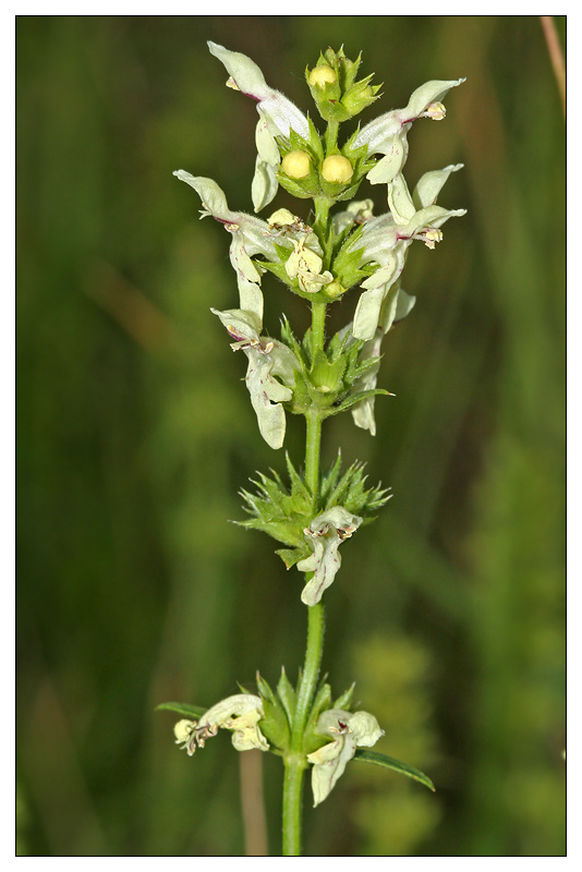 Изображение особи Stachys recta.