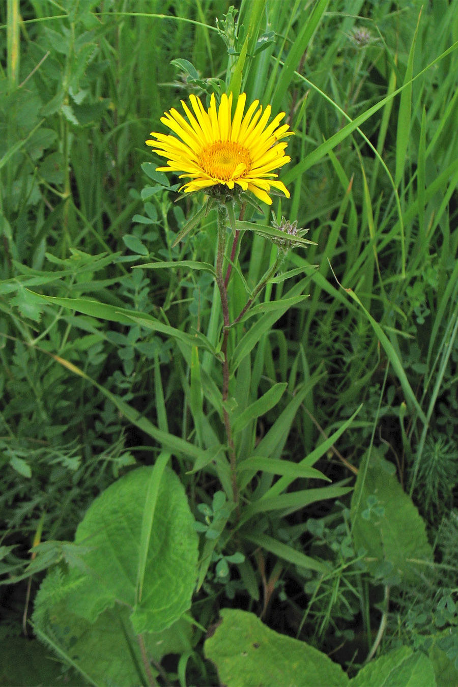 Image of Inula ensifolia specimen.