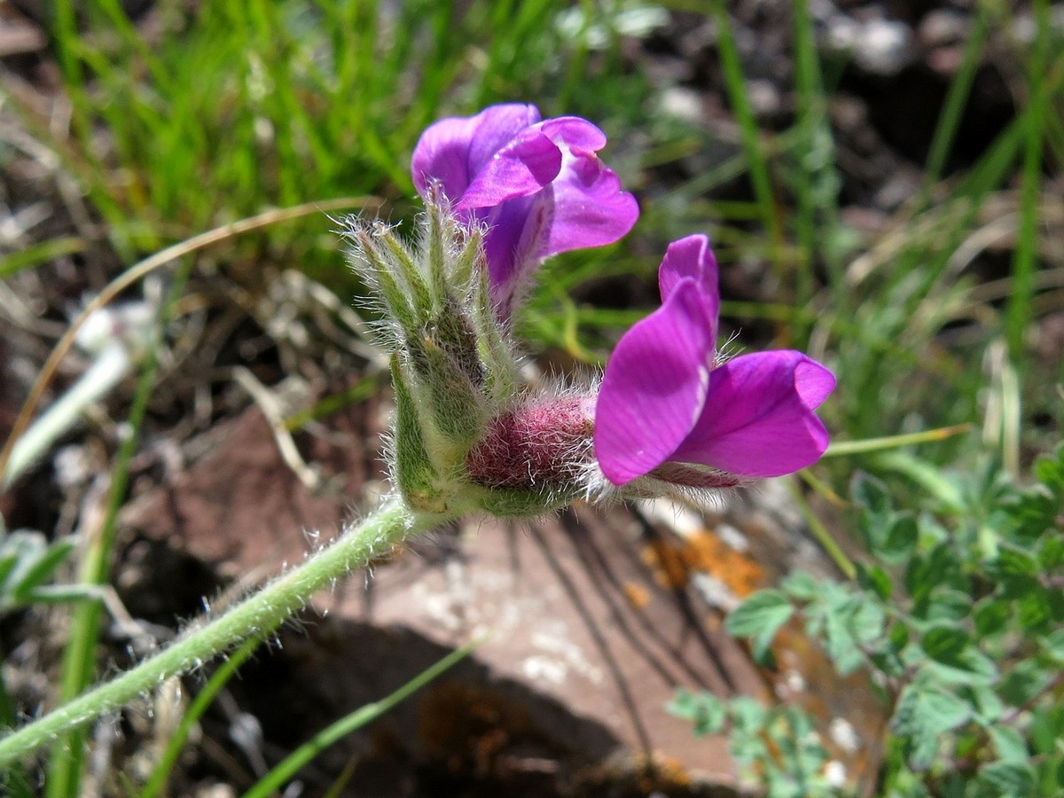 Image of Oxytropis bracteata specimen.