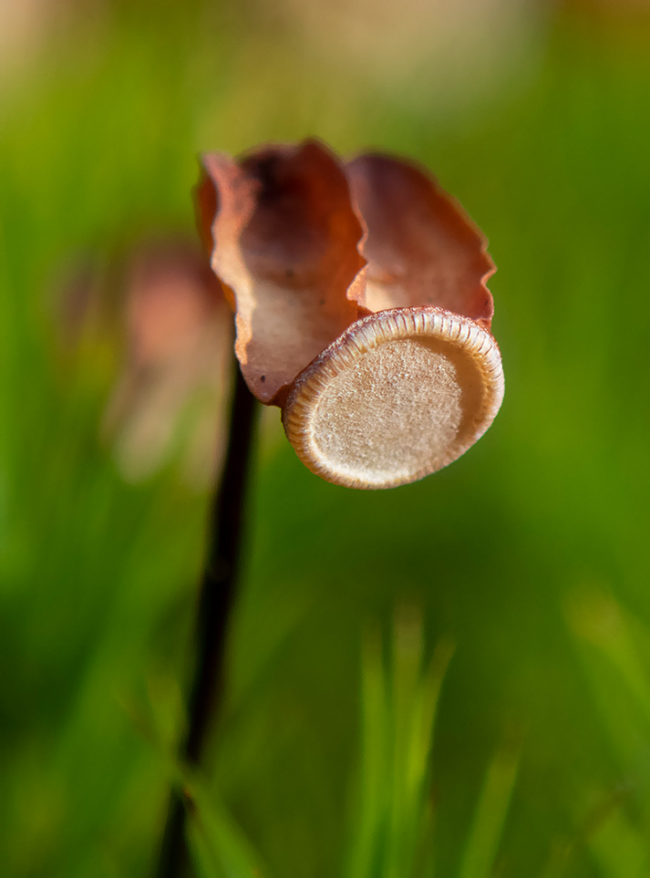 Image of Polytrichum commune specimen.