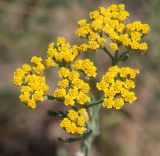 Achillea micrantha. Соцветие. Волгоградская обл., Камышинский р-н, Лебяженское сельское поселение, окр. горы Уши, песчаный овраг. 31.05.2019.