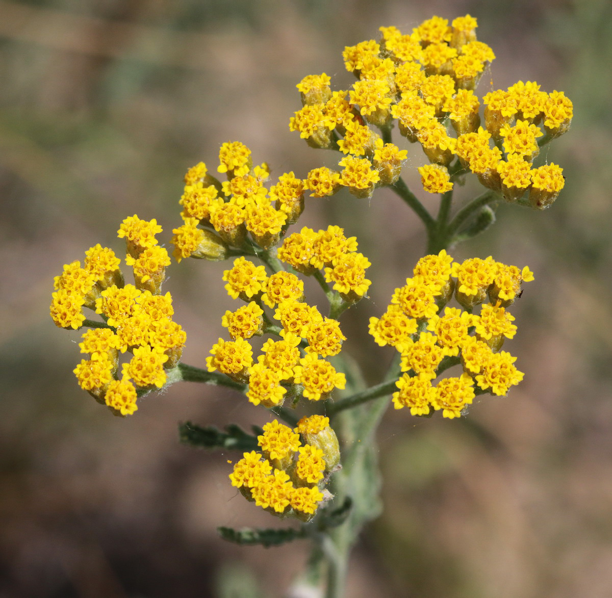 Изображение особи Achillea micrantha.