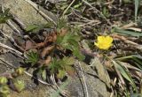 Potentilla verna. Верхушка побега с цветком. Испания, автономное сообщество Каталония, провинция Барселона, комарка Осона, муниципалитет Рупит-и-Пруит, окр. водопада Сальт-де-Сальент, ≈802 м н.у.м., каменистый луг. 24.02.2019.