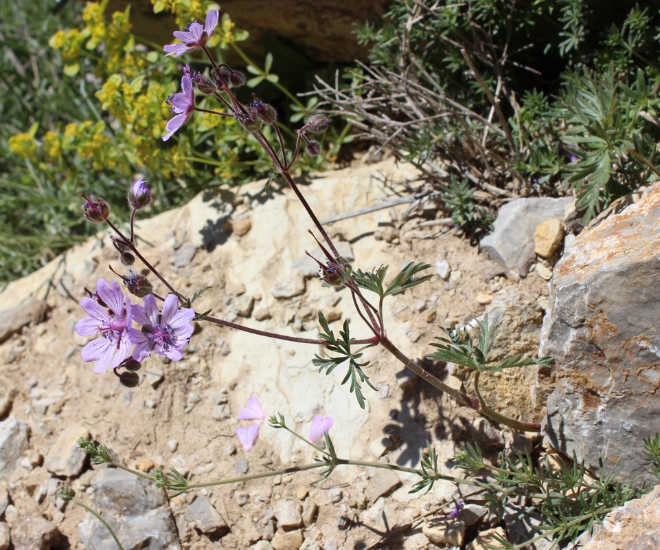 Image of Geranium tuberosum specimen.