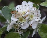 Pyrus elaeagrifolia