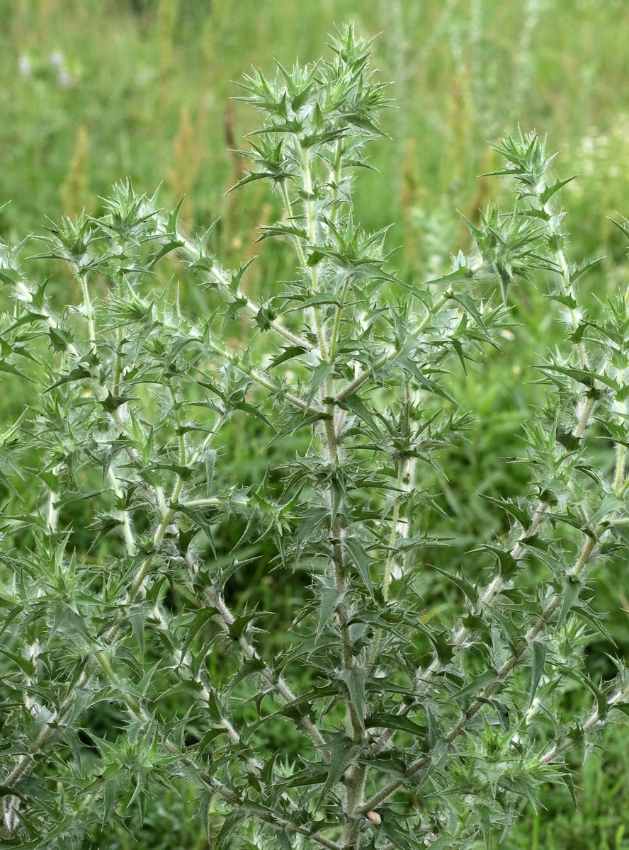 Изображение особи Carthamus lanatus.