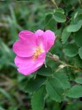 Rosa acicularis