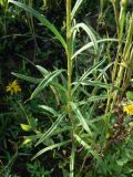 Hieracium umbellatum
