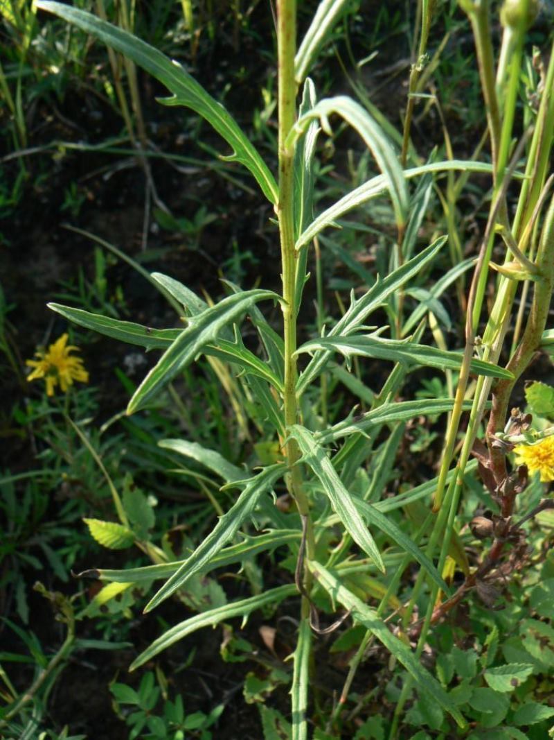 Image of Hieracium umbellatum specimen.