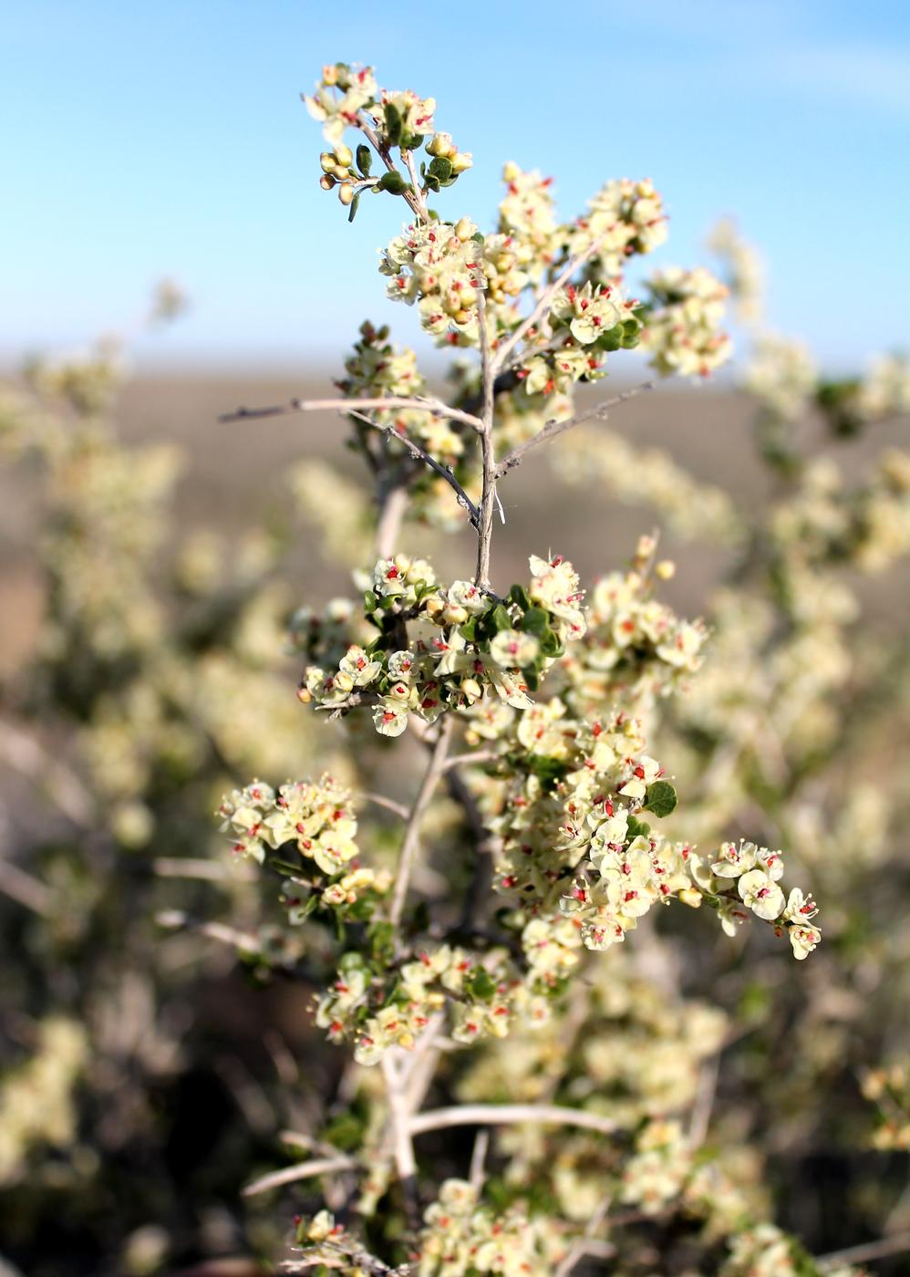 Изображение особи Atraphaxis spinosa.