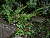 семейство Polypodiaceae. Вегетирующее растение. Перу, регион Куско, провинция Урубамба, обочина дороги к археологическому комплексу, выс.ок. 2900 м н. у. м. 18.10.2019.