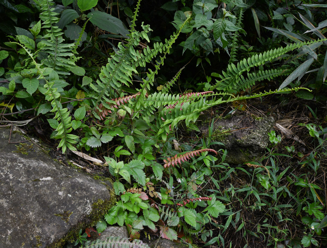 Image of familia Polypodiaceae specimen.