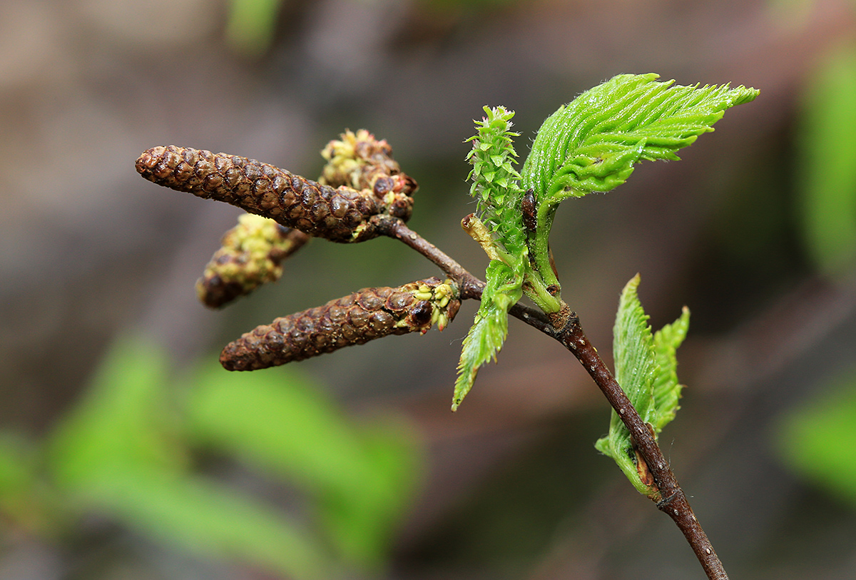 Изображение особи Betula costata.