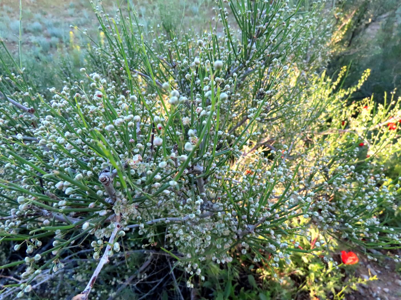 Image of Calligonum aphyllum specimen.