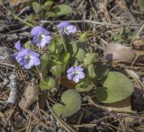 Viola rupestris. Цветущее растение. Вегетирующее растение. Пермский край, Лысьвенский р-н, долина р. Чусовая, камень Сплавщик, на вершине скального выступа. 04.05.2021.