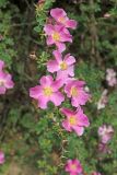 Rosa maracandica