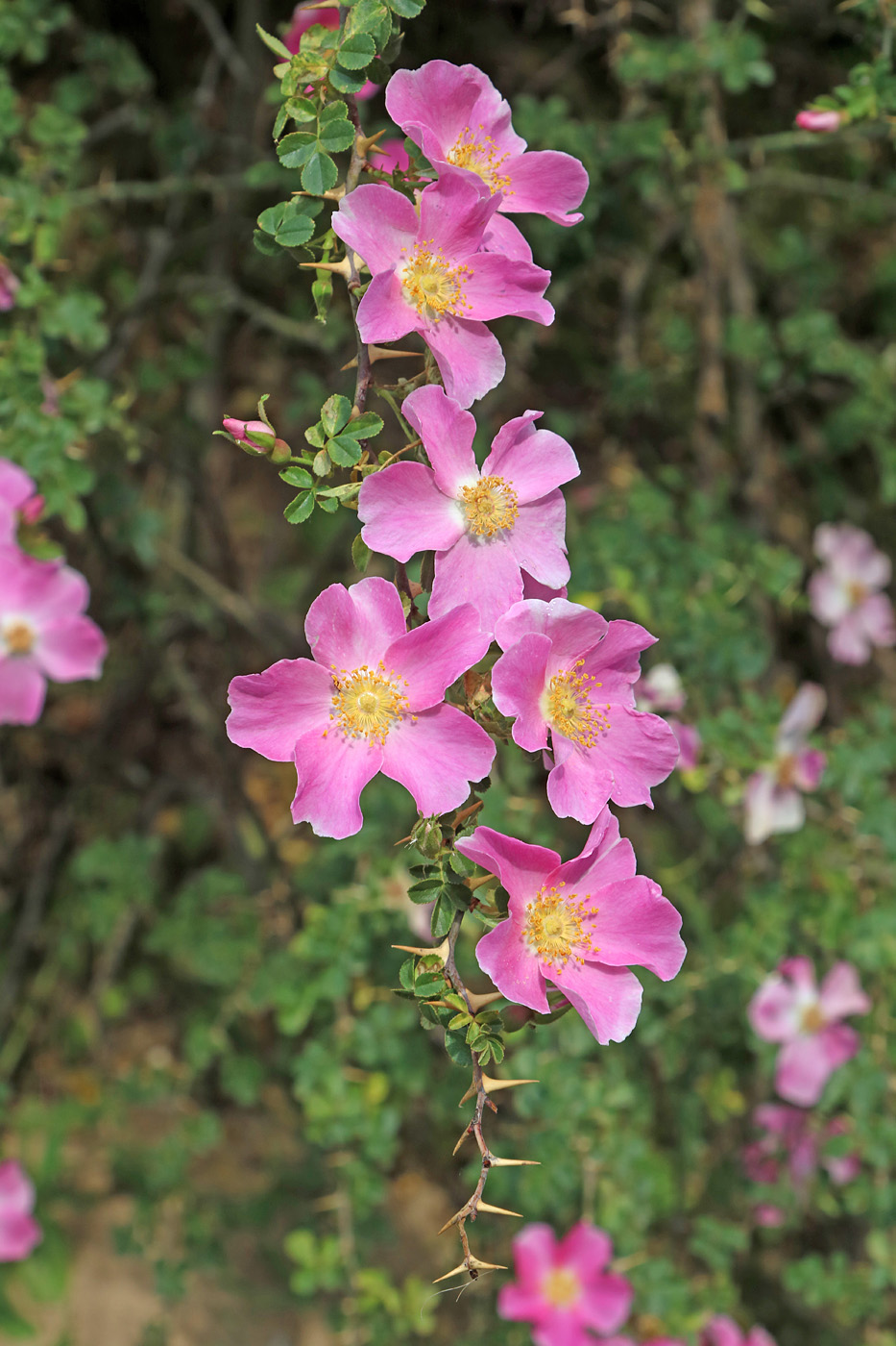 Image of Rosa maracandica specimen.