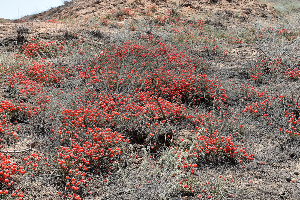 Image of Ephedra distachya specimen.