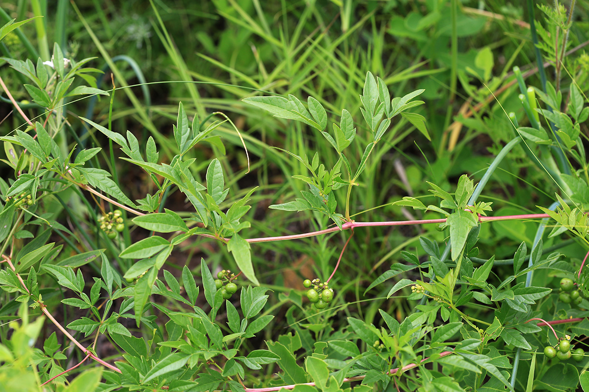 Image of Ampelopsis japonica specimen.