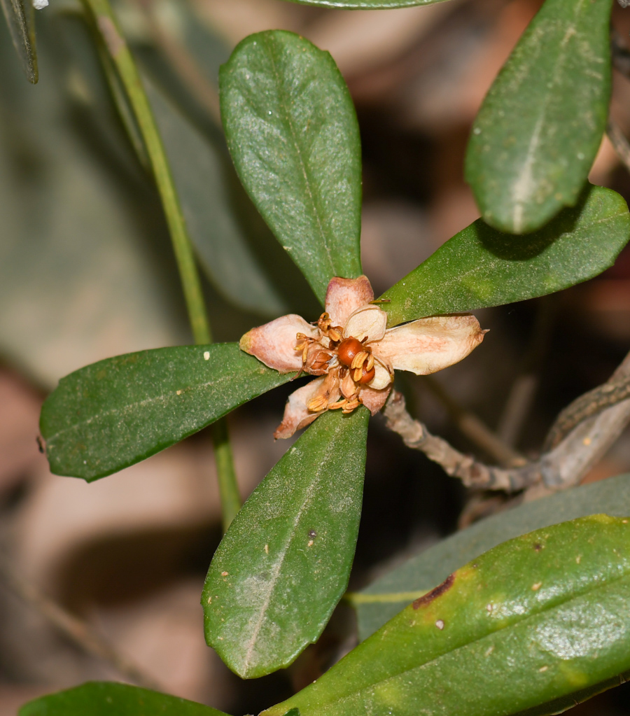 Изображение особи Hibbertia cuneiformis.