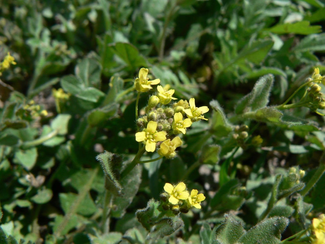 Image of Draba nemorosa specimen.