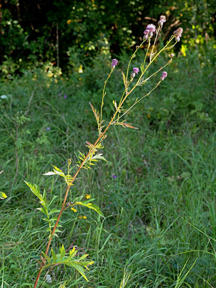 Изображение особи Serratula coronata.