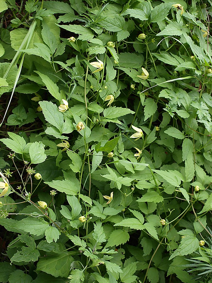 Image of Clematis serratifolia specimen.