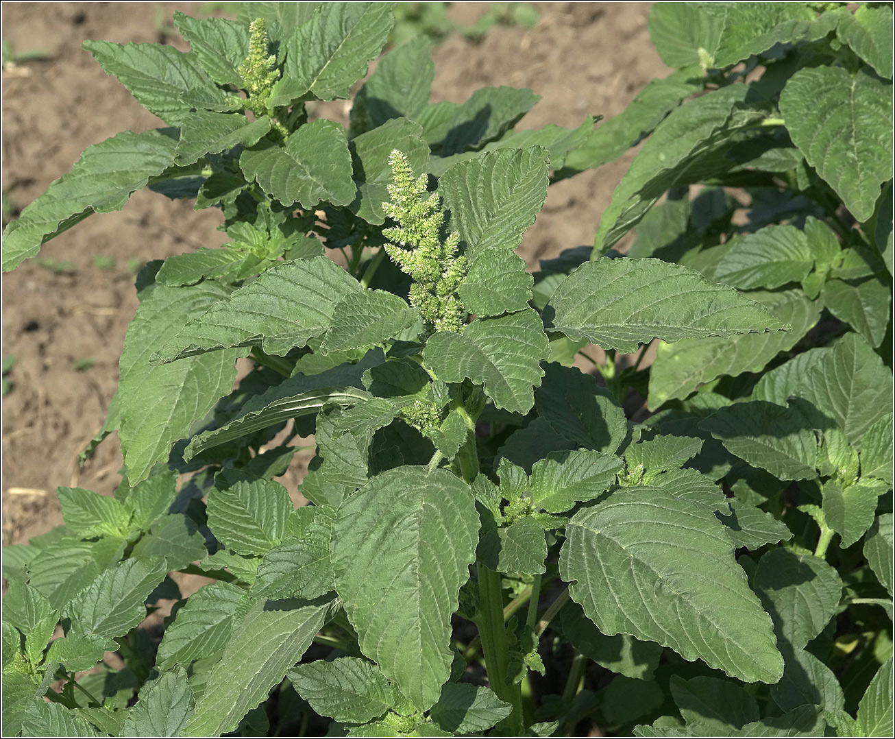 Изображение особи Amaranthus retroflexus.