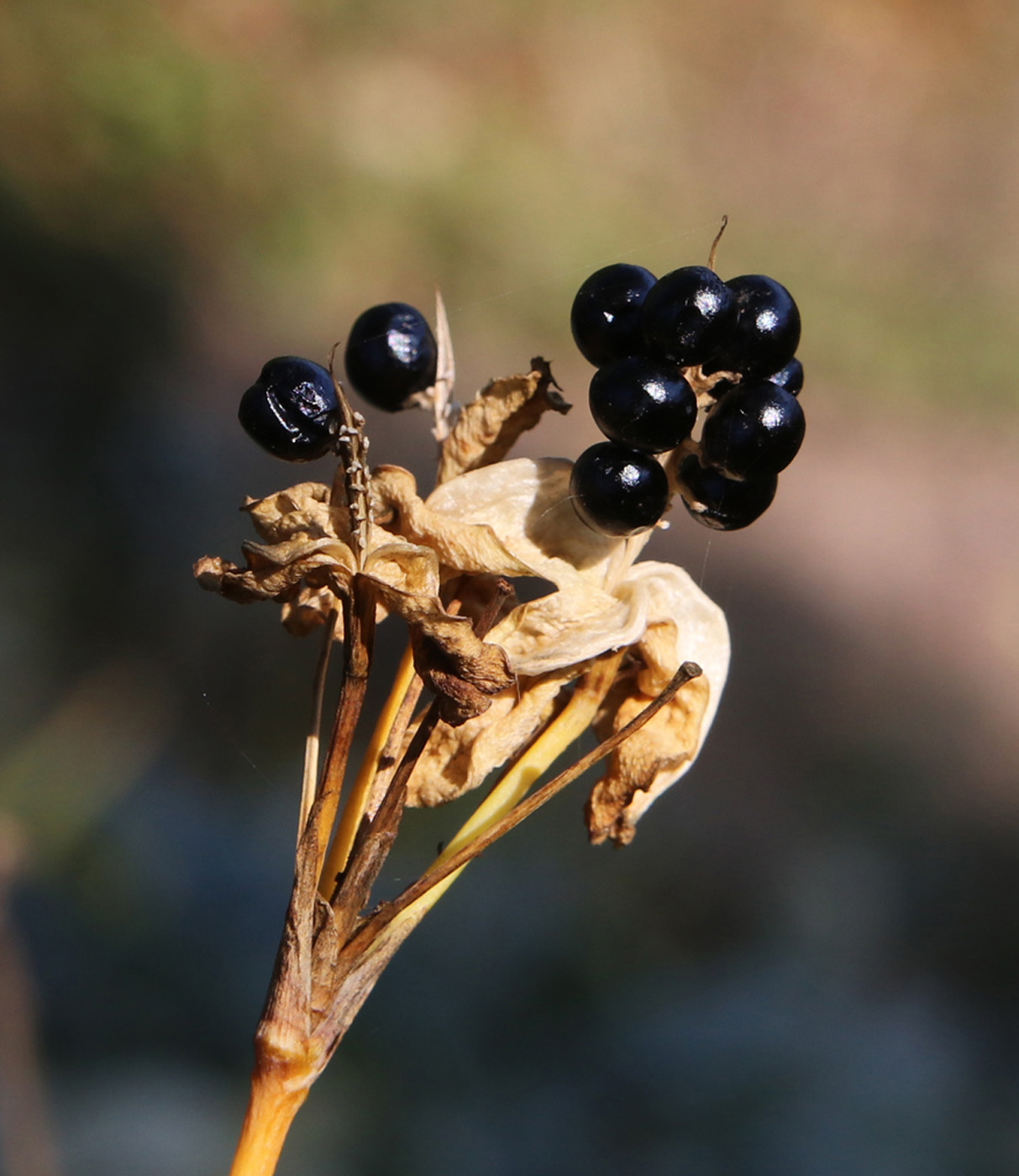 Изображение особи Belamcanda chinensis.